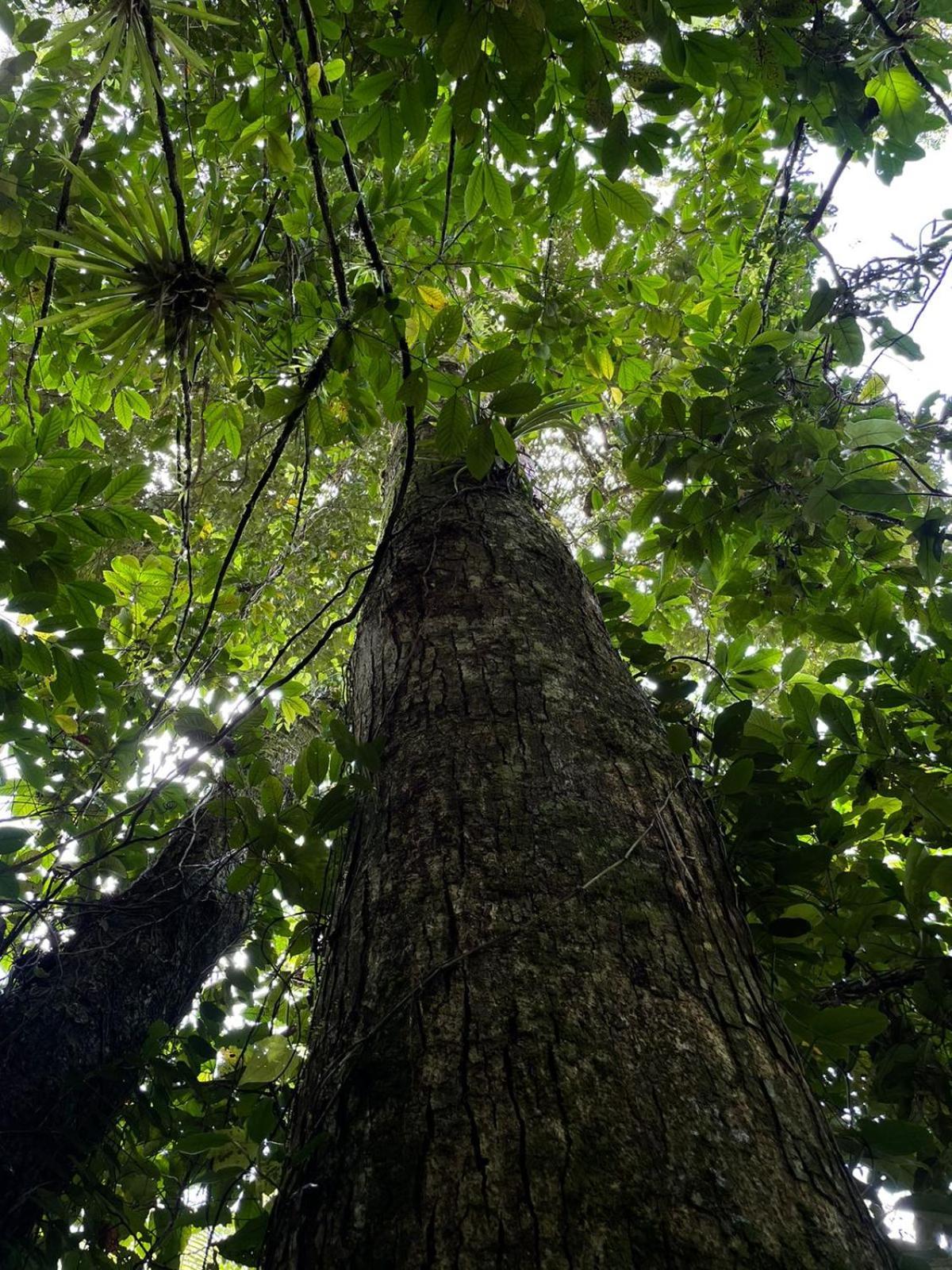 Hadco Experiences At Asa Wright Nature Centre Blanchisseuse Экстерьер фото