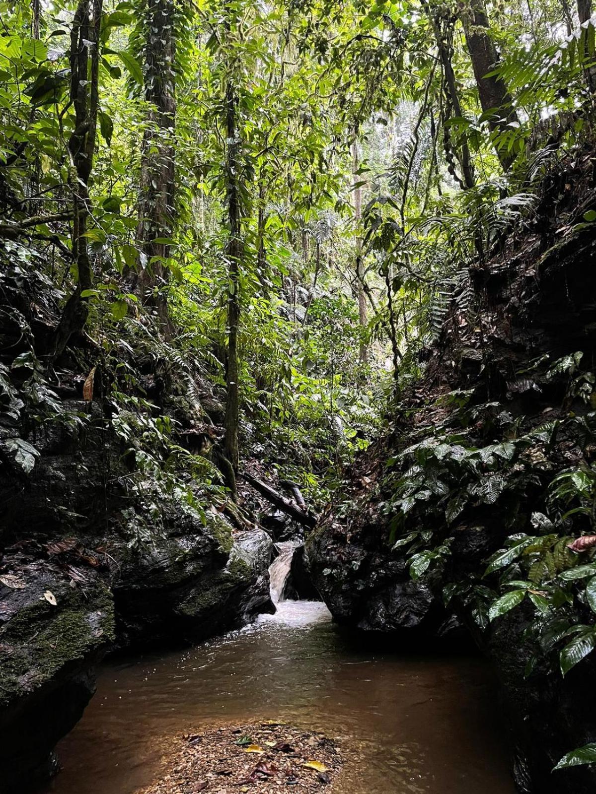 Hadco Experiences At Asa Wright Nature Centre Blanchisseuse Экстерьер фото
